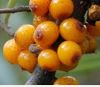 SeaBuckthorn Fruit Ext...