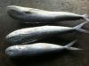 Frozen mahi mahi  (cor...