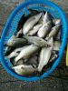 Frozen barramundi Asian seabass( lates cacarifer)
