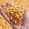 Corn on FOB Novorossiy...