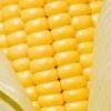 Indian Yellow Maize, Yellow Corn