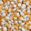 Indian Yellow Maize, Yellow Corn