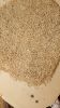 Sesame Seeds (Light Brown, Natural, 98% Cleaned, 52% Oil, 20% Protein, 2% FFA)