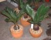  Encephalartos Encepha...