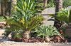 Cycad, Palm And Medicinal Plant Seeds