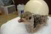 Ostrich chicks and fertile eggs HOT SALE