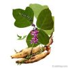 Puerarin(Kudzu) root e...