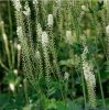 Top Quality Black Cohosh P.E. Triterpene 2.5%, 5%, 8%