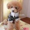 2014 pet breathable co...