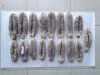 SEA CUCUMBER, FISH MAW, JELLYFISH-Cheers Food of Holiday Season