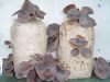 DRIED WOOD EAR MUSHROO...