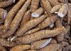 Cassava