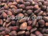 Siberian Pine Nuts in ...