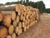 SAWN TIMBER LOGS, UNSAWN TIMBER LOGS, HARDWOOD LOGS, TALI WOOD LOGS, BUBINGA LOGS,PADOUK WOOD LOGS