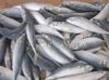 FROZEN TUNA FISH, SARDIN FISH, TILAPIA FISH, CHICKEN EGGS, HALAL CHICKEN, SEAFOOD FOR SALE