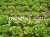 weed control pe agricu...