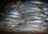 Mackerel Fish