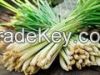 Best Lemon Grass Available For Sale