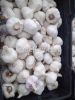 Fresh Garlic