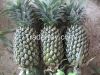 Fresh Pineapple from V...