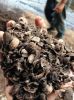 Palm Kernel Shells