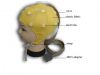 EEG Cap
