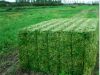 Alfalfa Mega Bales fro...