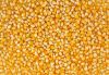 yellow corn