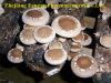 lentinus edodes extract 10%-50%