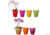 Flower Pots