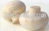 Wild white mushroom ex...