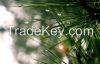 Wild pine needle protein