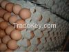 Fresh Brown Eggs