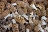 Morchella Conica Wild ...