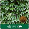 Ivy Extract