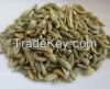 Fennel Seeds