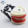 Dental Tooth Model Tee...