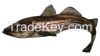 Alaska Pollock