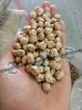 Blanco Sinaloa Chickpeas CIF Jeddah Port