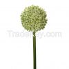 PU Real Touch Flower/Plants