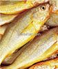 Fish (Cultivated Yello...