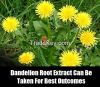 Dandelion Extract ,tar...