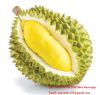 Fresh Durian