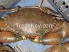 Live Mud Crab