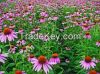  Echinacea extract