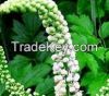 Black Cohosh Extract 