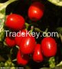 Wolfberry Extract