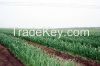 2014 chinese natural g...