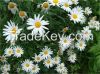 Feverfew extract