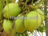 Tender coconut water